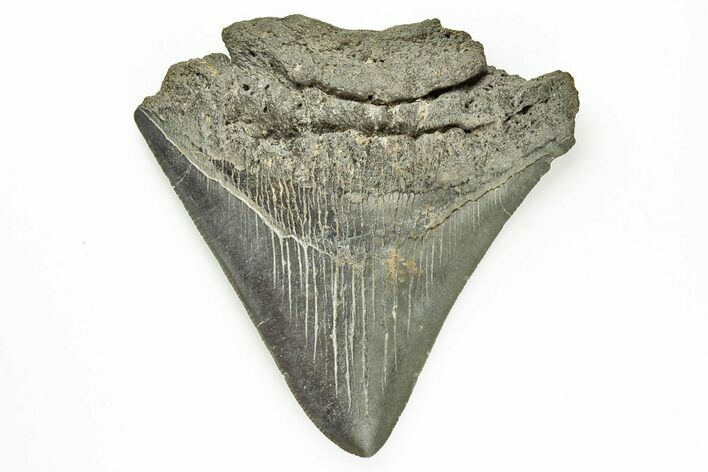 Partial Megalodon Tooth #194090